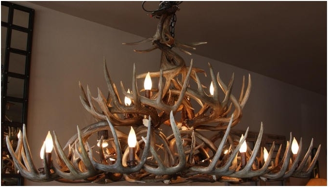 Unique Antler Chandeliers In Northwest Montana In Well Known Stag Horn Chandelier (View 9 of 10)