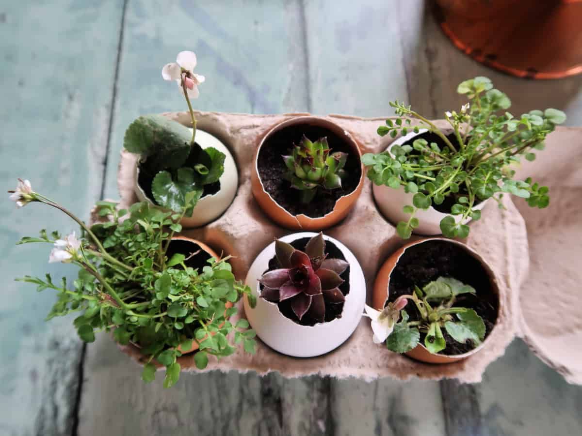 Eggshell Plant Stands Regarding Trendy How To Make Cute Eggshell Planters For Miniature Plants • Craft Invaders (View 4 of 10)