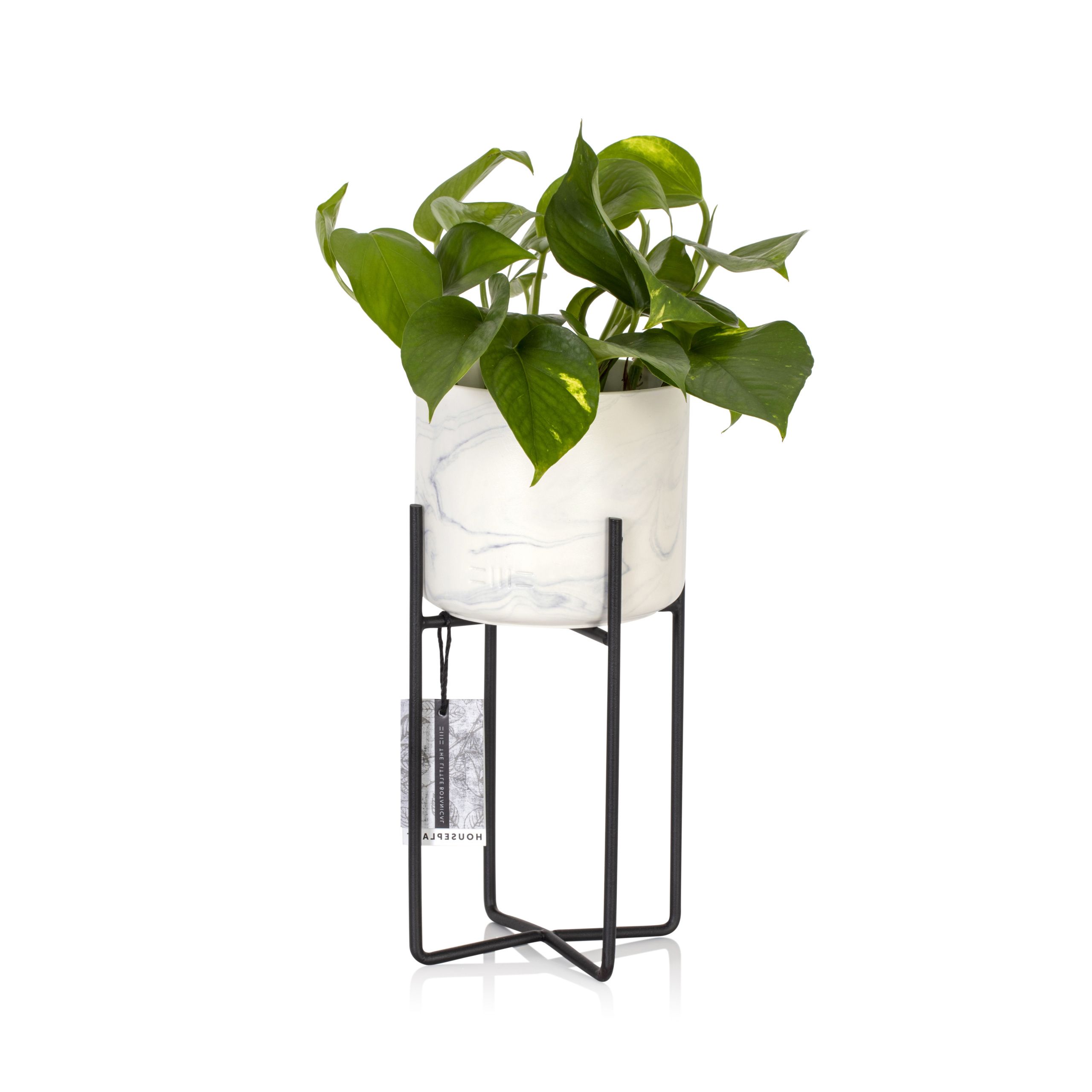 Houseplants Online With Newest Ivory Plant Stands (View 8 of 10)