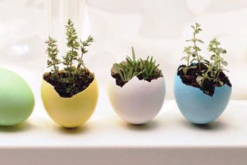 How To Make Eggshell Planters With Regard To Most Recently Released Eggshell Plant Stands (View 3 of 10)