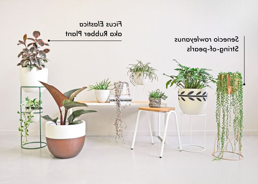 Hunting  For George Within Prism Plant Stands (View 8 of 10)