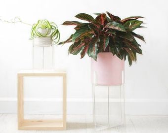 Plexiglass Clear Plant Stand Acrylic Floating Indoor Plant – Etsy With Regard To Most Current Acrylic Plant Stands (View 6 of 10)