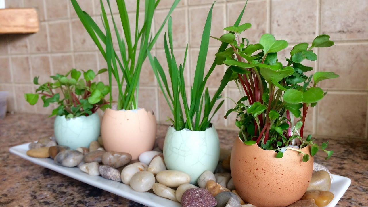 Well Known Eggshell Planters Gardening With Kids! – Youtube Within Eggshell Plant Stands (Photo 8 of 10)