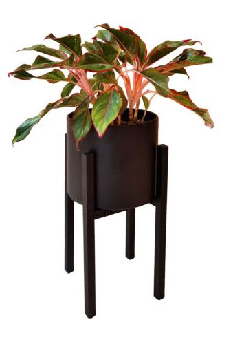 Well Liked Powdercoat Plant Stands Intended For Adjustable Black Metal Plant Stand Dual Height Options Powder Coated Steel  Frame (View 9 of 10)